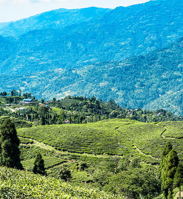 Darjeeling