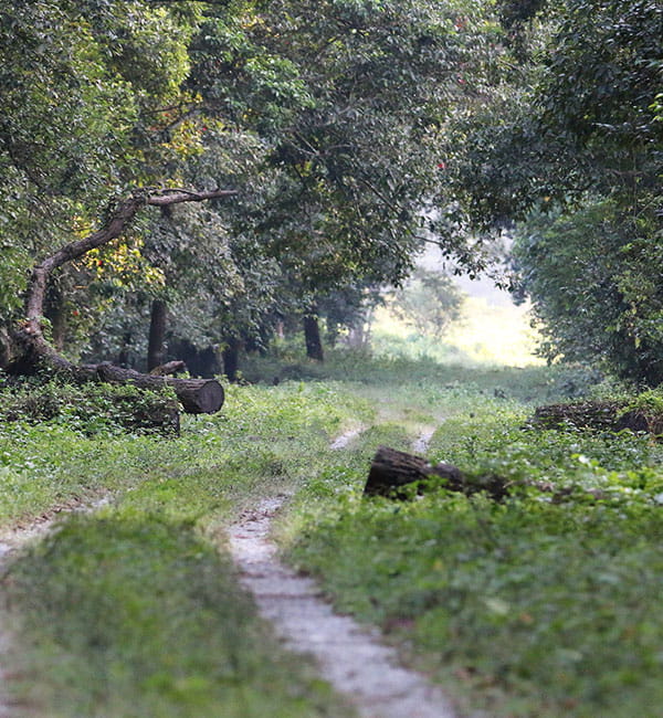 Gorumara