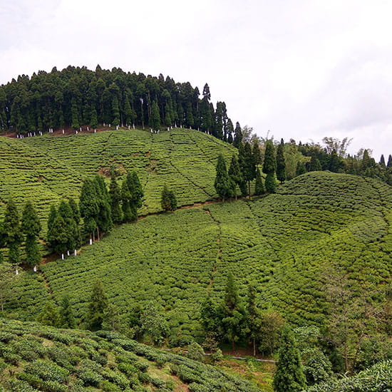 Mirik Lakeside Escape