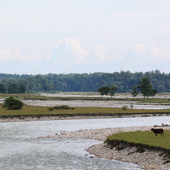 Dooars Forest & Wildlife Trail