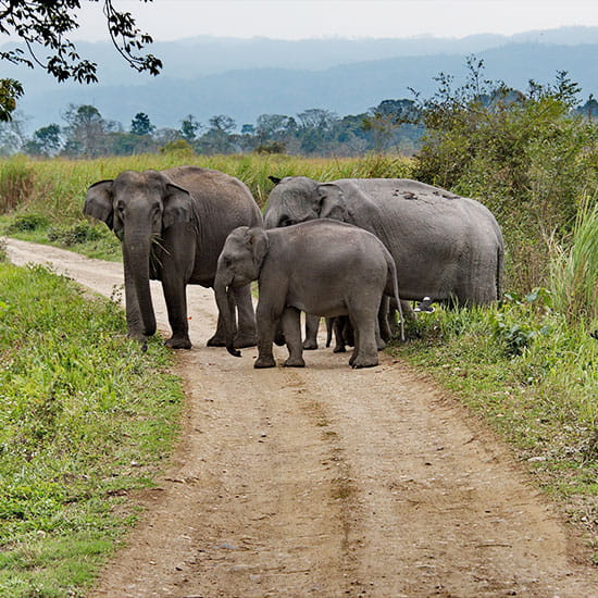 Assam Cultural & Wildlife Journey