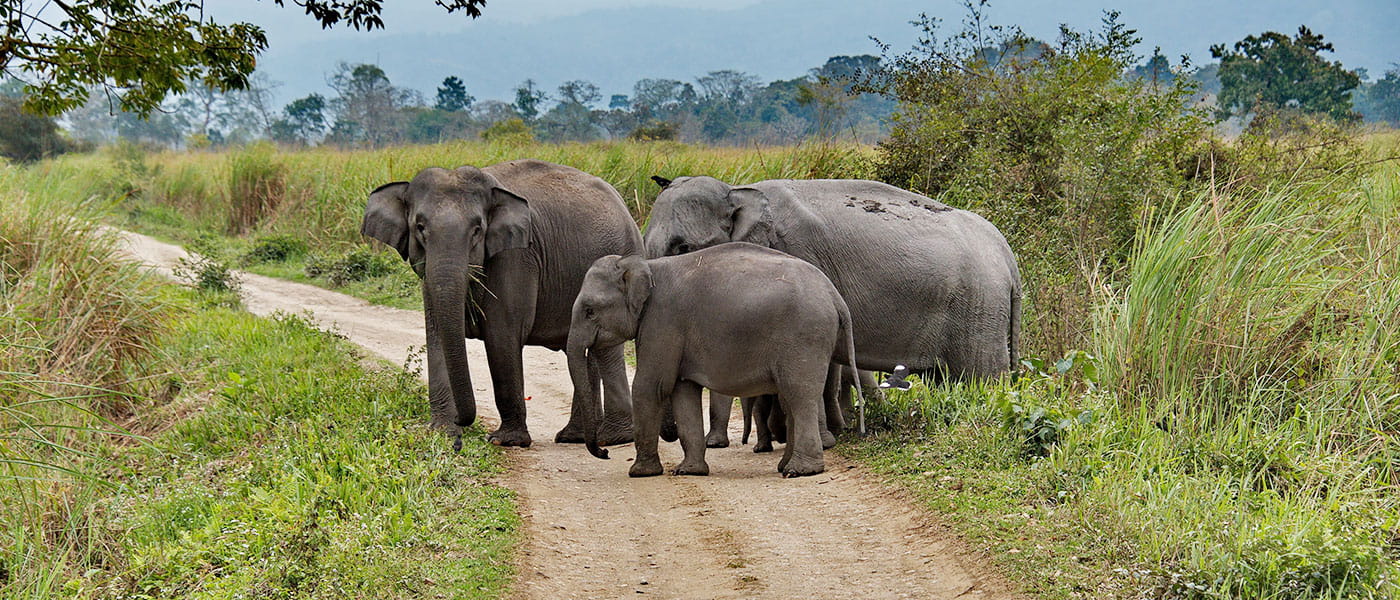 Assam Cultural & Wildlife Journey
